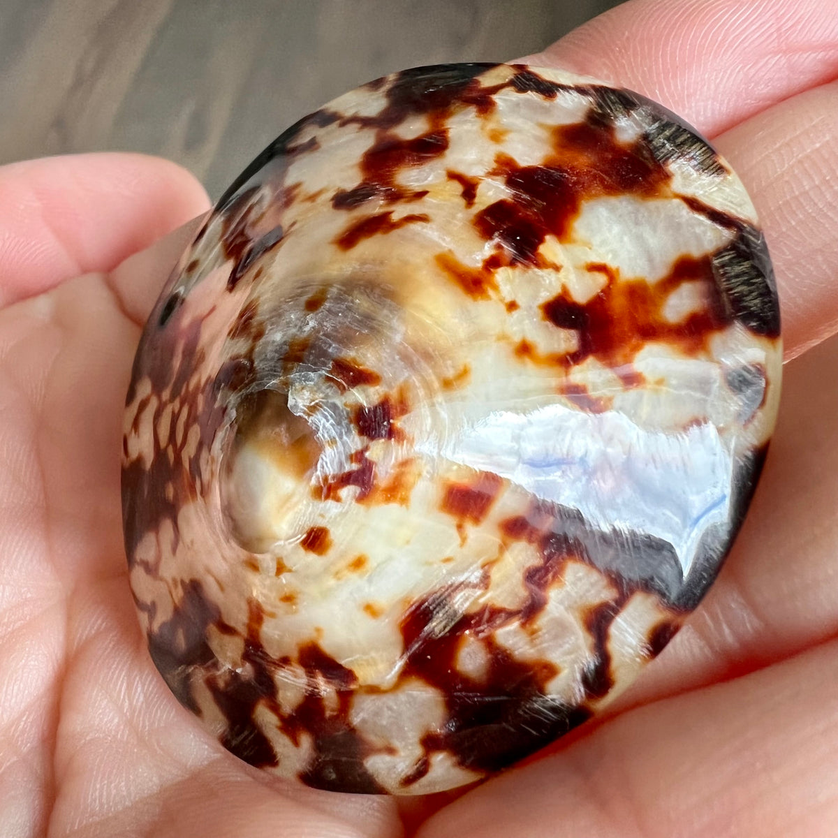 Breastfeeding Seashells, 100% Natural Nipple Shields - 1 Pair